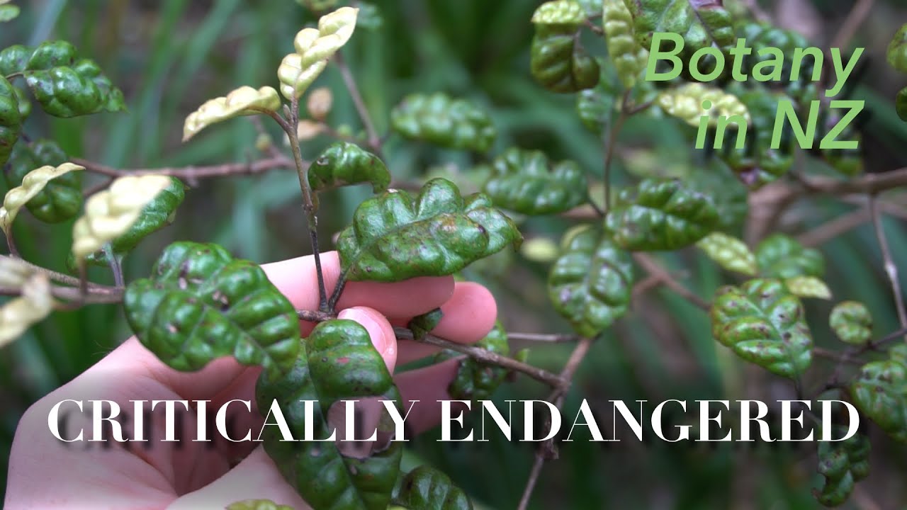 Plants of Mount Manaia, Northland New Zealand