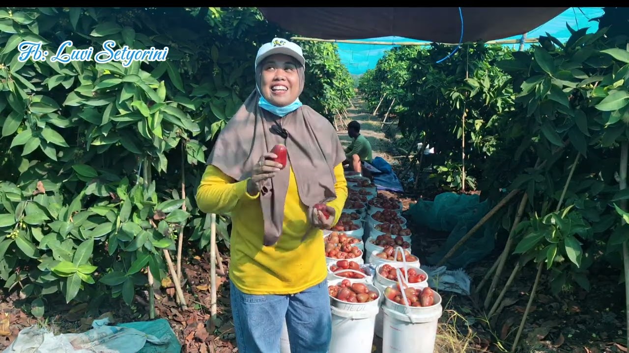 REVIEW JAMBU CITRA JUMBO/THAILAND