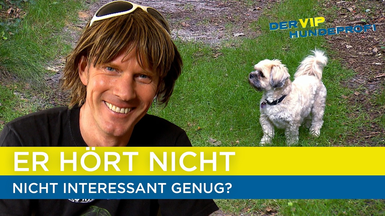 Mickie Krause mit Malteser Mischling Timmy!🦮 | Der V.I.P. Hundeprofi