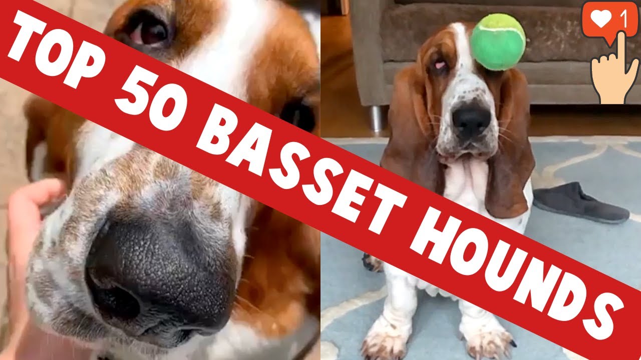 TOP 50 Funniest Basset Hound Moments of 2021 | cute basset hound videos 2021 | bassett hound