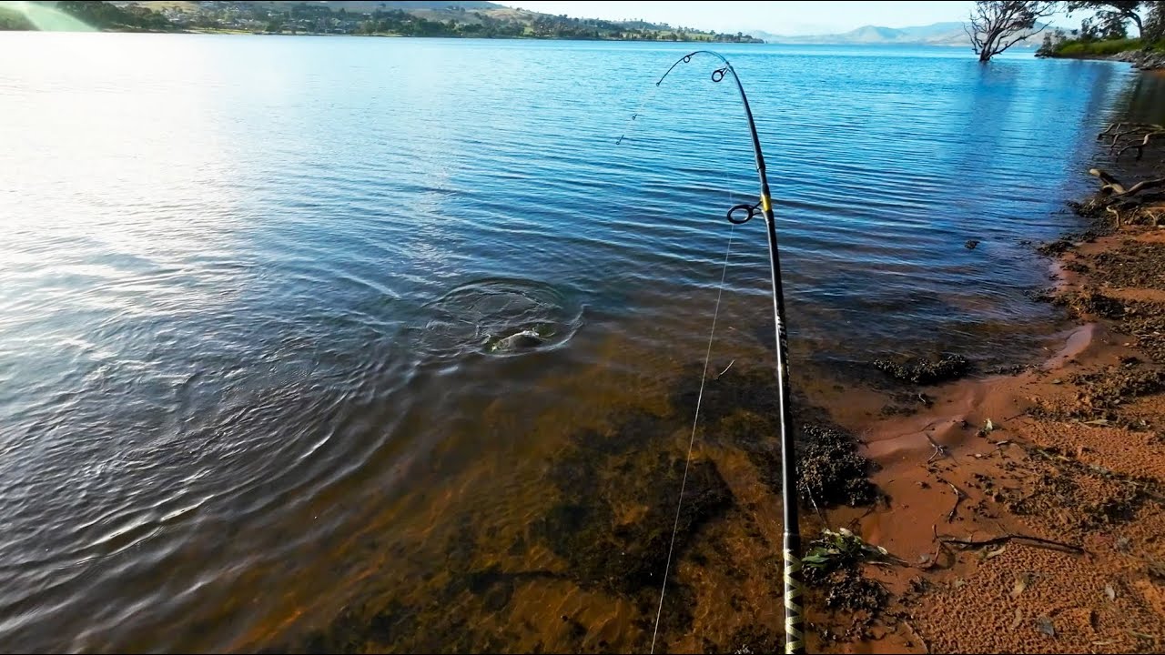 Incredible bank fishing at Lake Hume