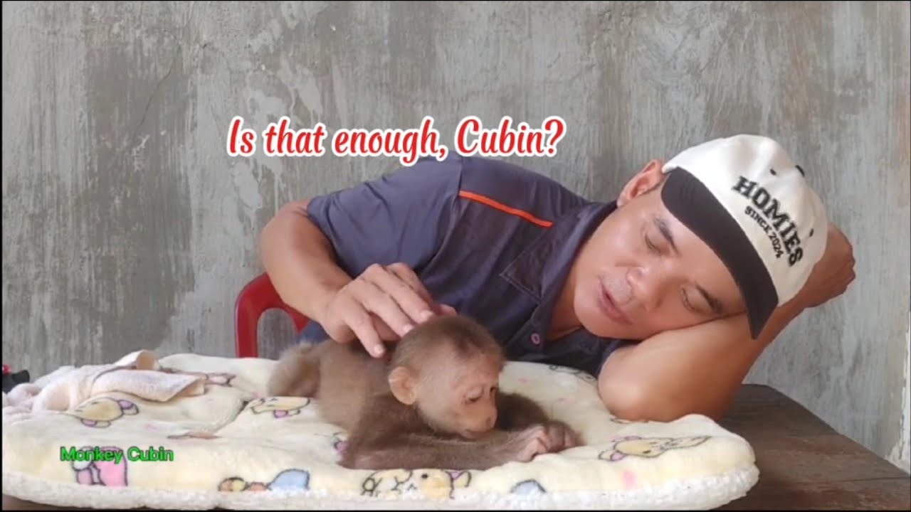 Unbelievable Relaxation! Baby Monkey Cubin Melts Under Dad’s Massage 🐵❤️