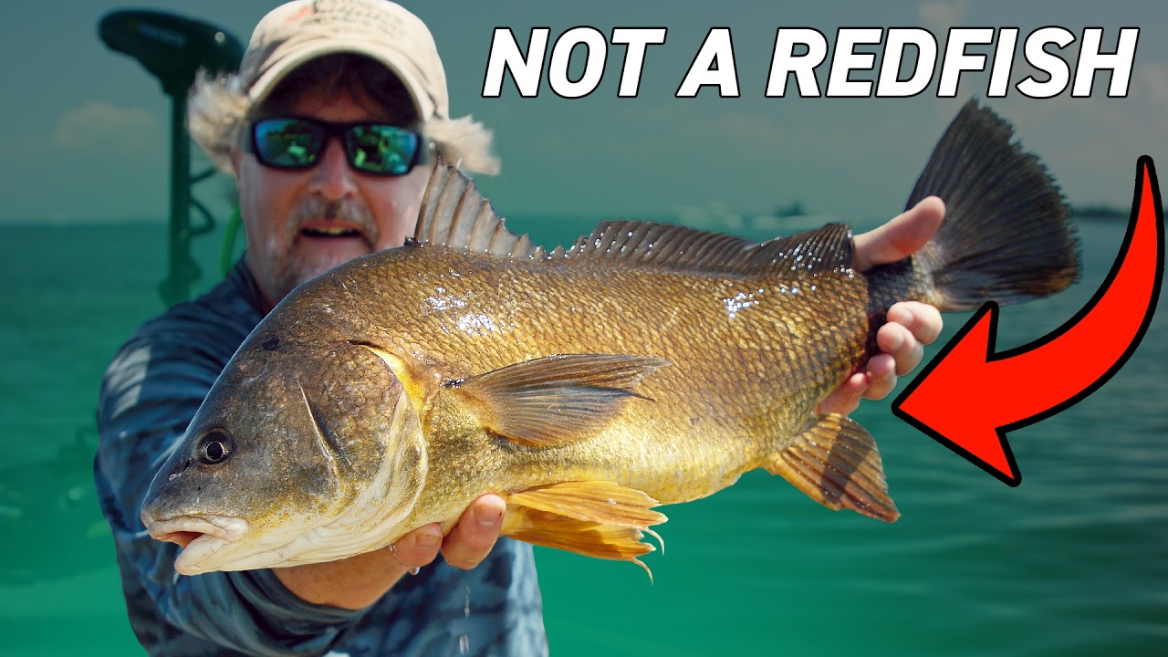 Sight Fishing for Freshwater Drum on Lake Erie!