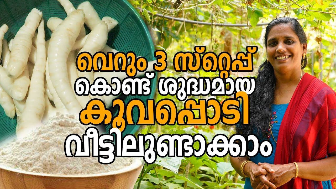ശുദ്ധമായ കൂവപ്പൊടി വീട്ടിലുണ്ടാക്കാം | Koova Krishi | How to make Arrowroot Powder at home Malayalam