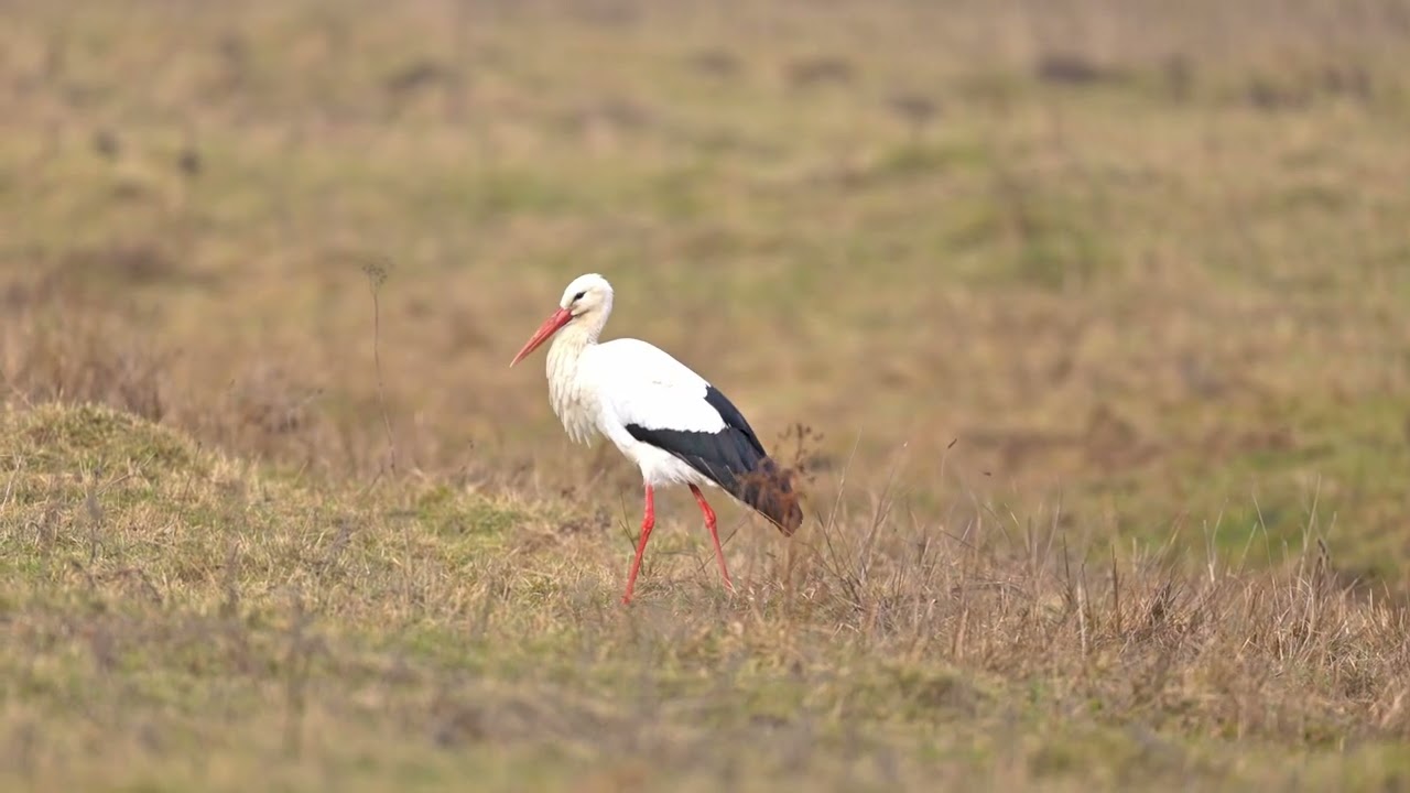 Vogelbeobachtungen 01.02.2026