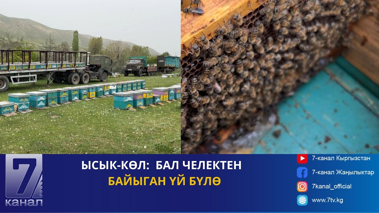 БАЛ ЧЕЛЕКТЕН БАЙЫГАН ҮЙ БҮЛӨ