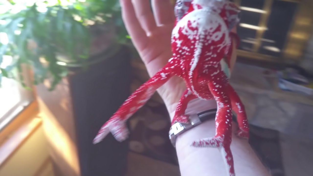 Когда хамелеон тебе доверяет :)