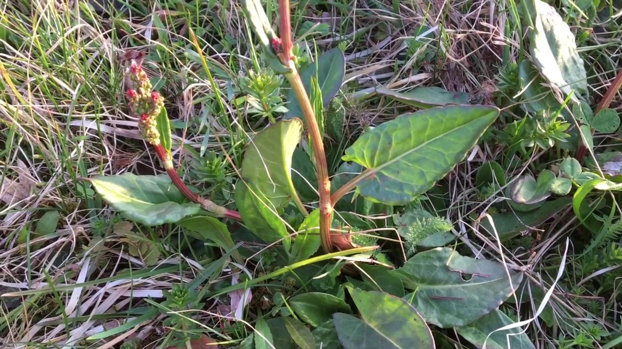 Wildkräuter-ABC Sauerampfer