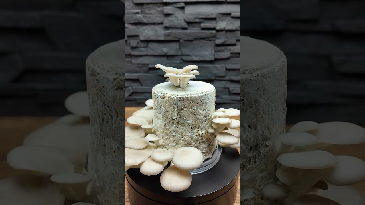 Austernpilze z&uuml;chten, ganz einfach! #pilze #pilzez&uuml;chten #pilzzucht #diy #foryou #mushroom #fungi