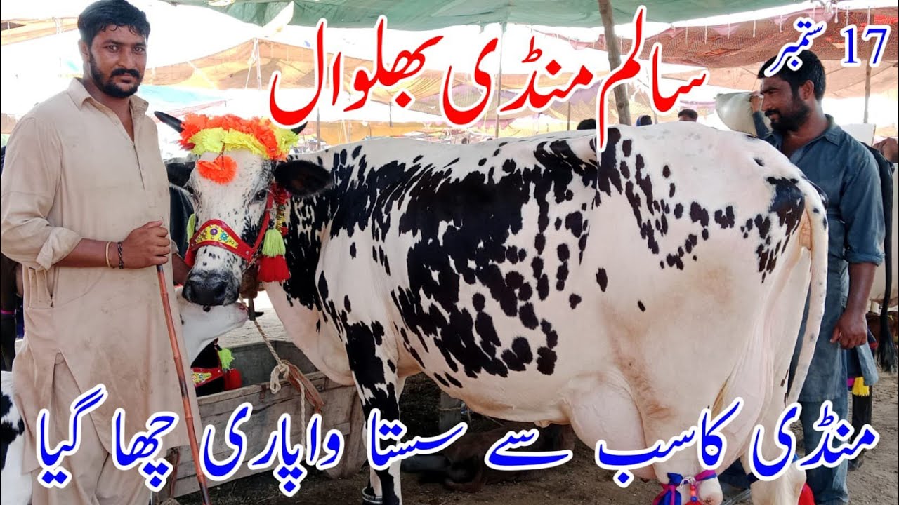 Today Fresh Rates Salam Mandi Bhalwal Jarsey Australian Fresian Cholistani cross breed cow !Ali Best