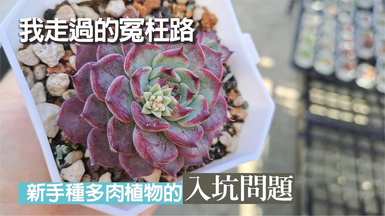 新手種多肉的注意事項，新手入坑問題１#succlents #echeveria #多肉植物 #新手多肉