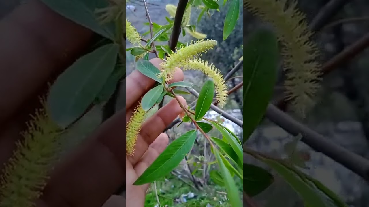 4. Salix alba || Plants Identification