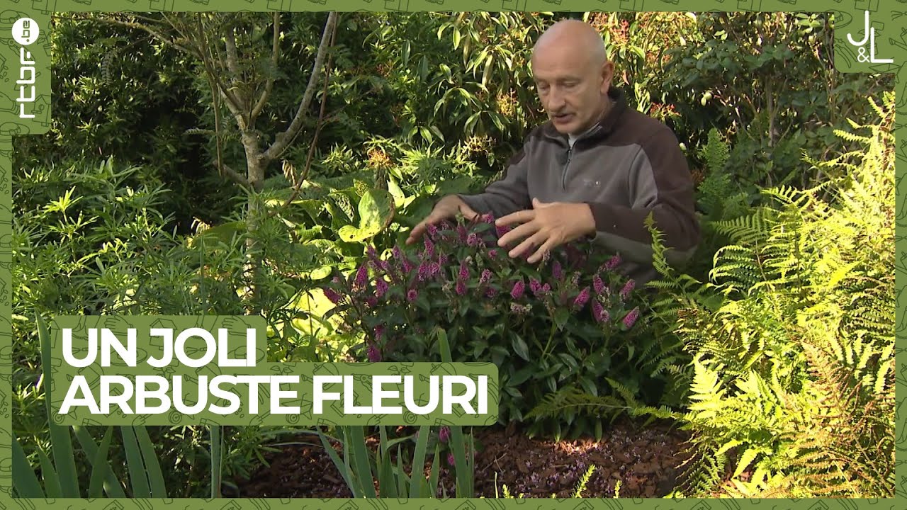 Un joli arbuste fleuri, la Véronique | Ne manquez pas les tutos Jardins et Loisirs de Francis #7
