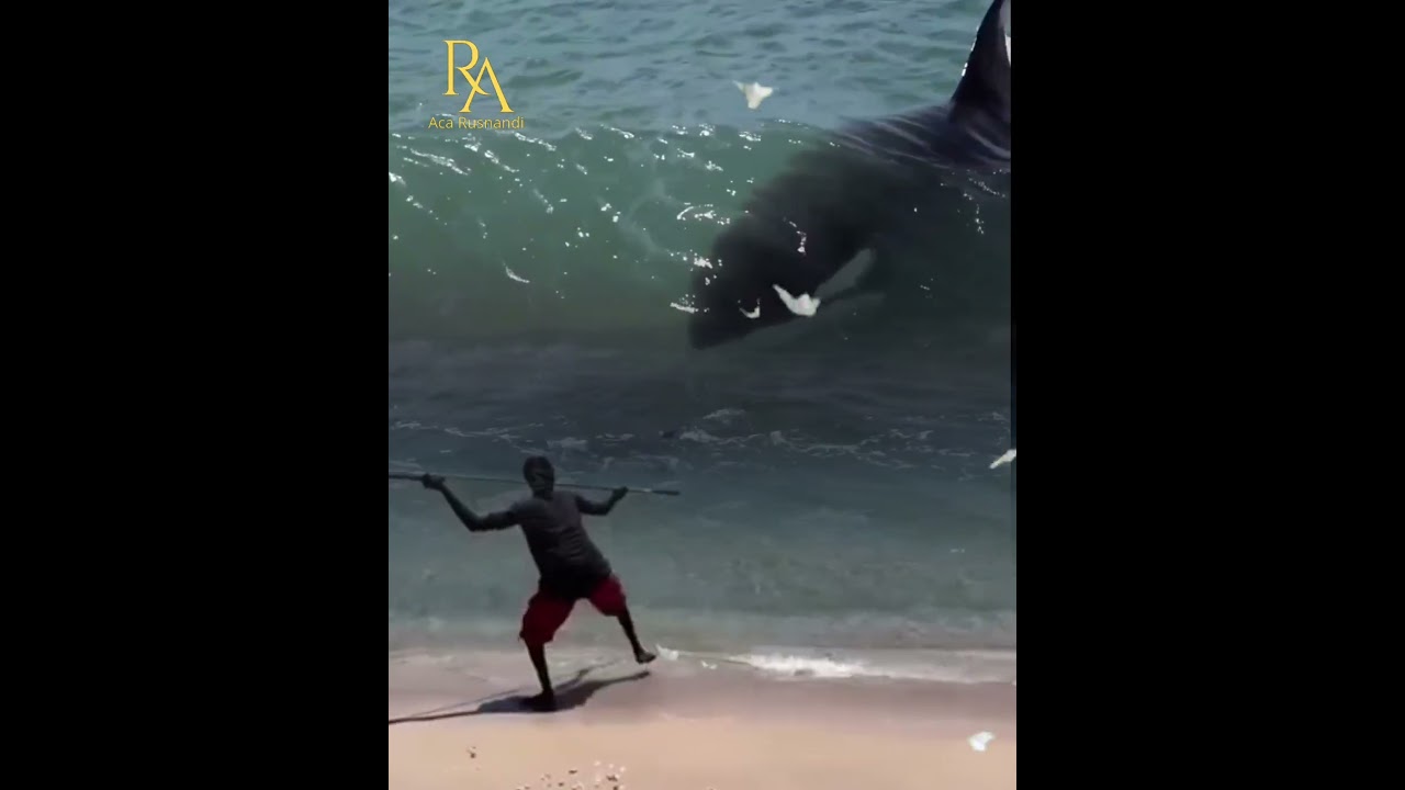 berburu paus orca