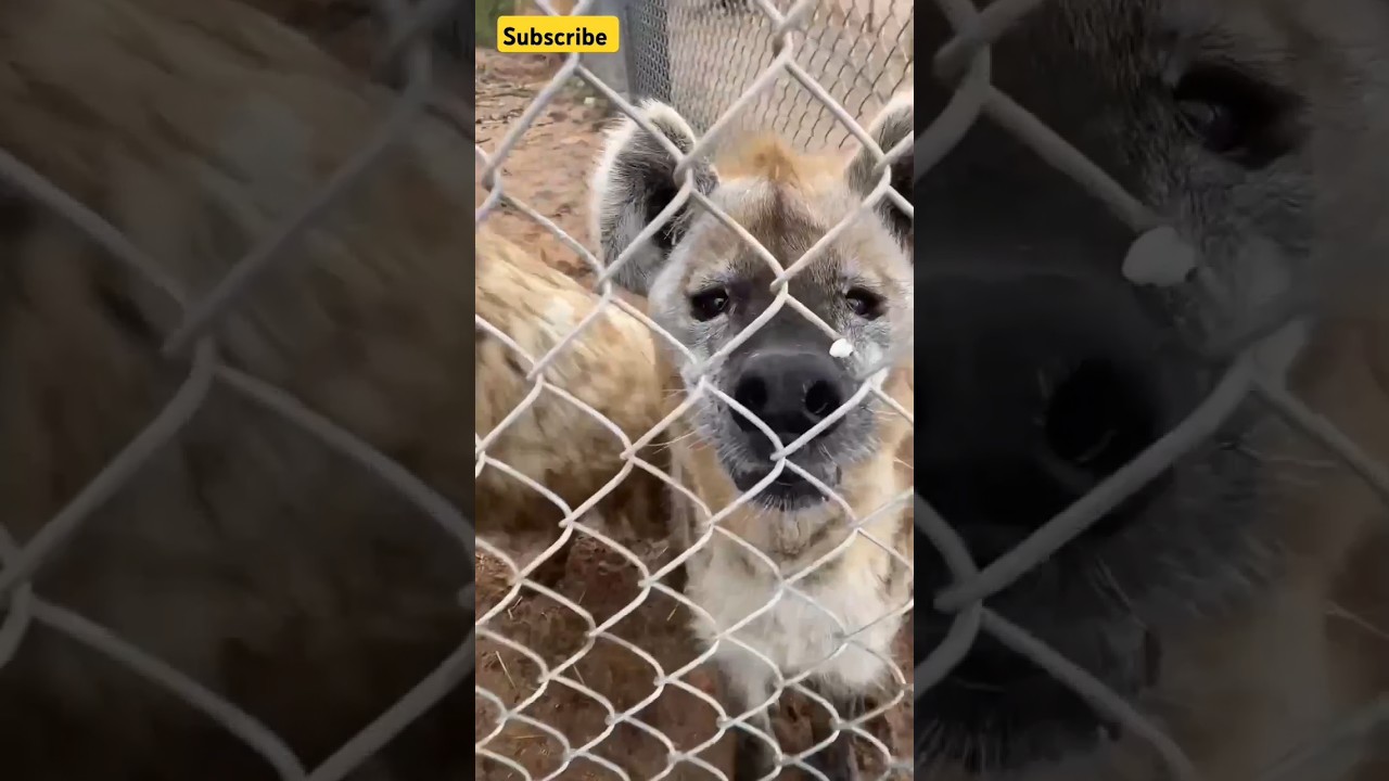 🎙️ The STRANGEST Hyena Sounds Ever Recorded! 🐾😱#shorts #sound #animalsounds