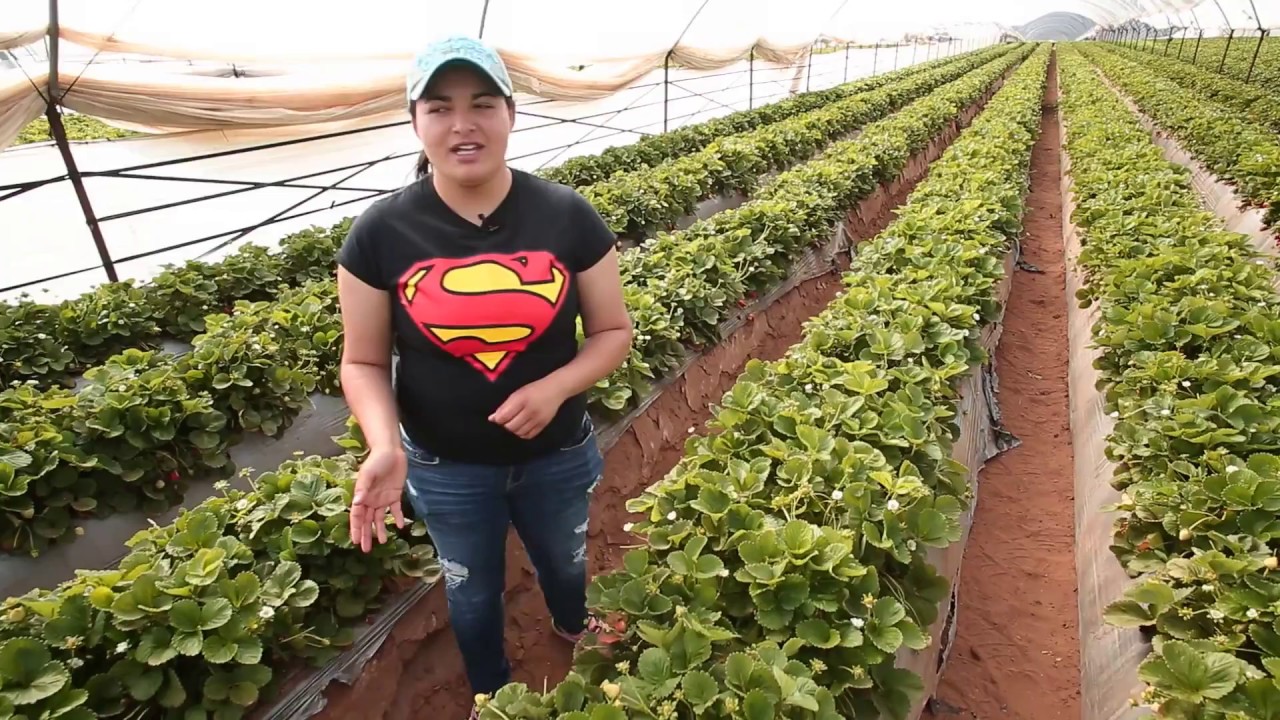 Los Beneficios del Comercio Justo en BerryMex - Brenda