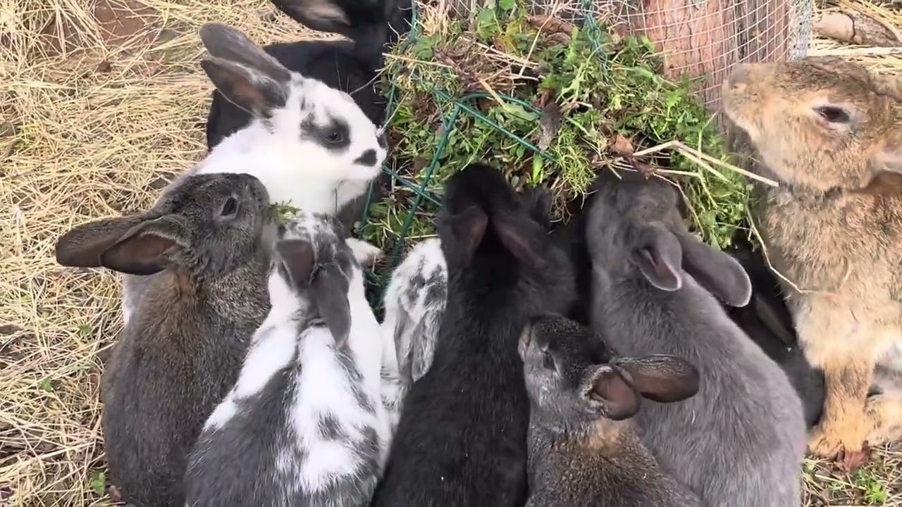 Trying for a peaceful time in the free-range rabbit colony, but the Guineas have other plans.  ￼