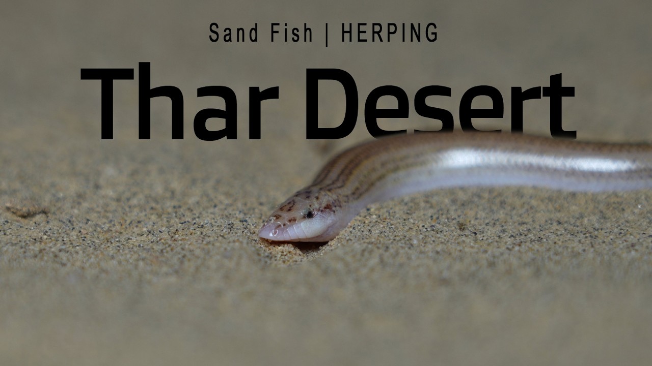 Sand Fish | Thar Desert