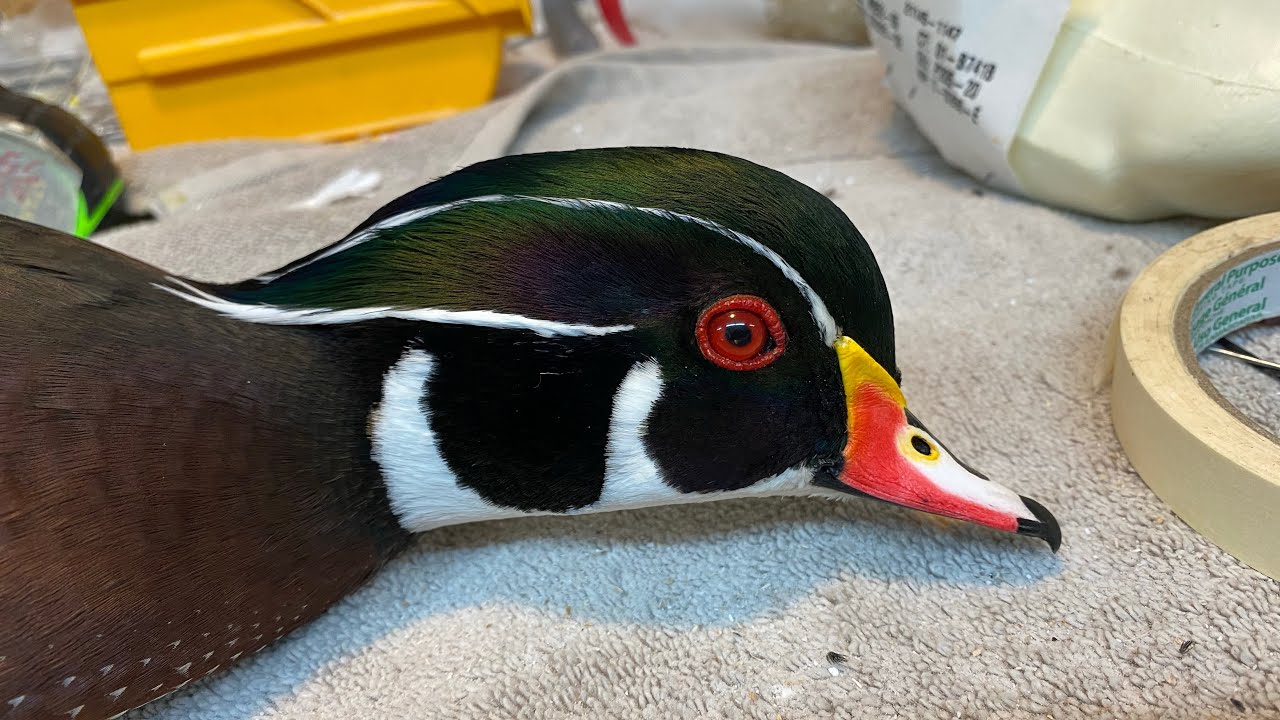 Bird head attachment tutorial using Shane Smith artificial heads.