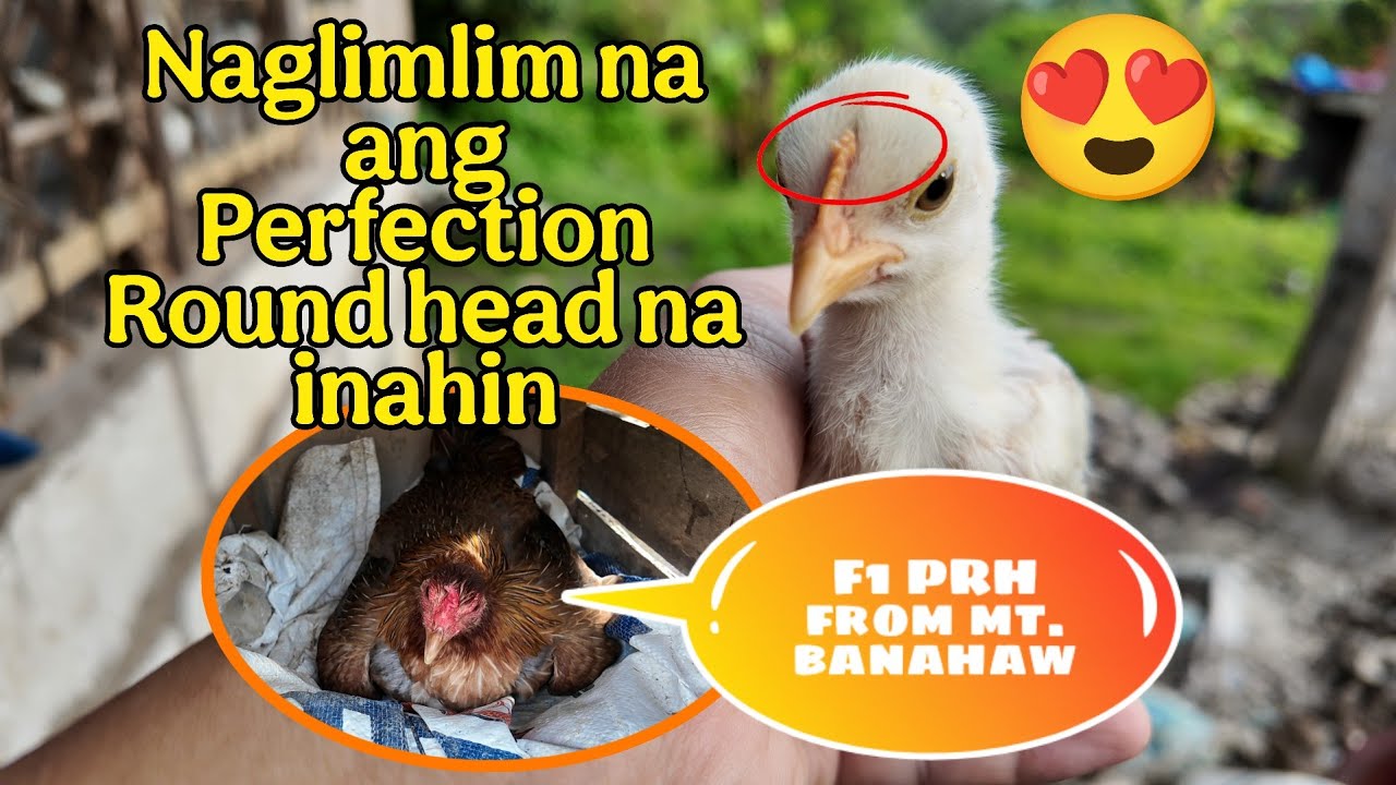 UPDATE SA BINUBUONG PANGARAP NA GAME FARM
