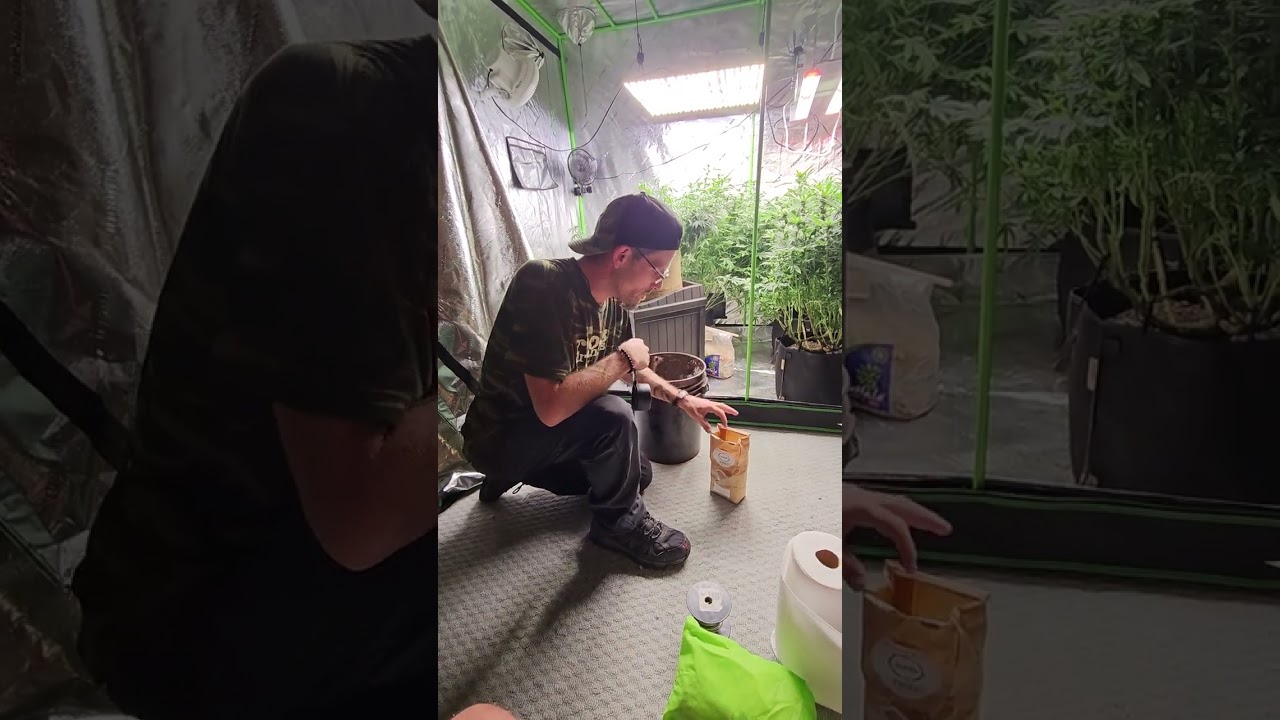 How to INCREASE trichome production. My Super Secret technique REVEALED!!!