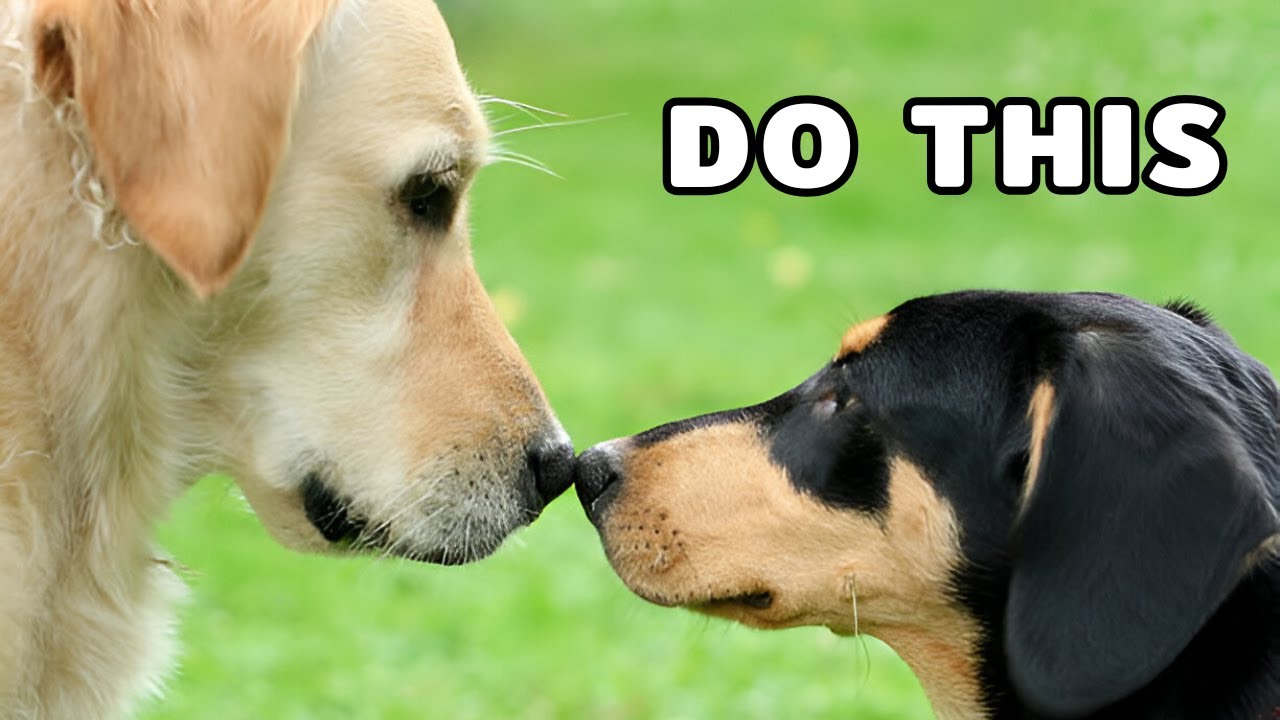 Do THIS First Before Getting a Second Dog