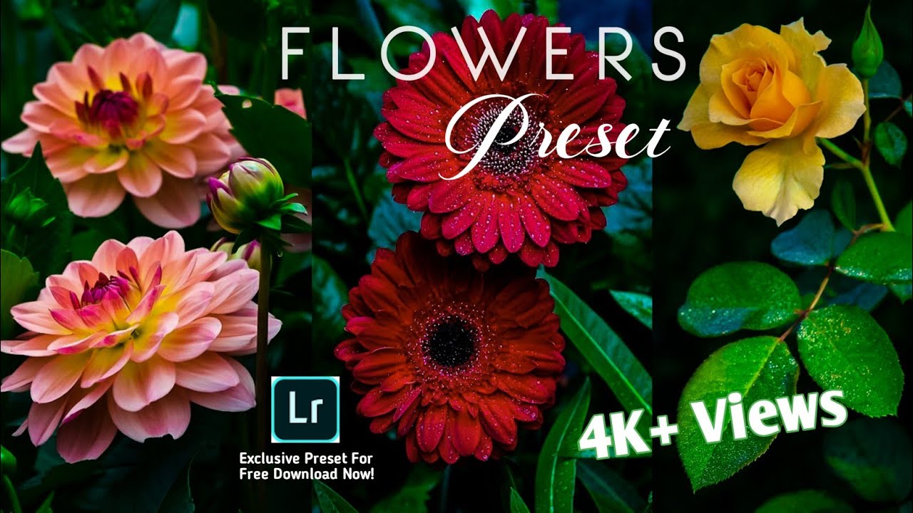Flowers Photography | Lightroom Mobile Presets DNG  Free Download