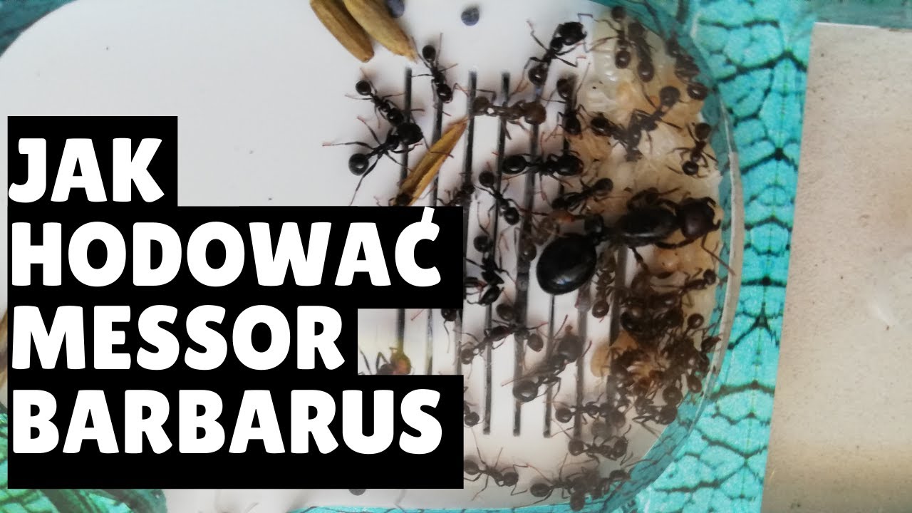 JAK HODOWAĆ MR&Oacute;WKI MESSOR BARBARUS [Mr&oacute;wki/Poradnik]