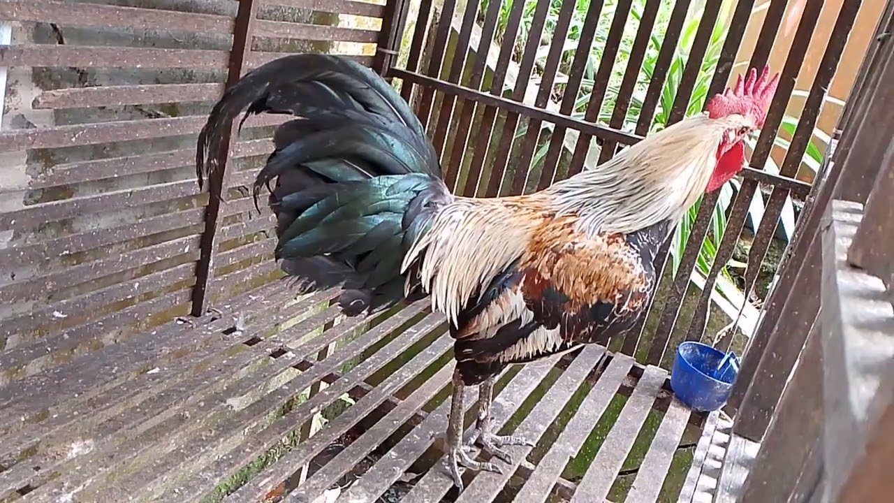 ayam ketawa 