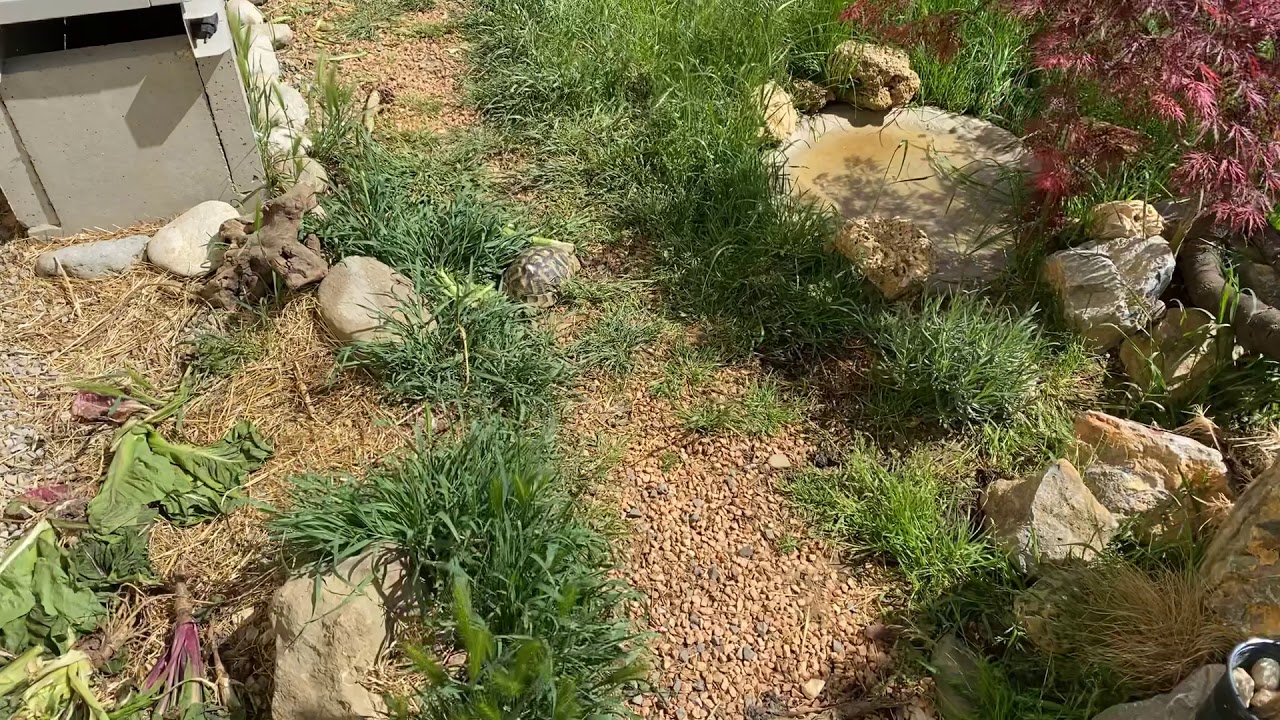 Testudo Hermanni Hercegovinensis outside pen setup