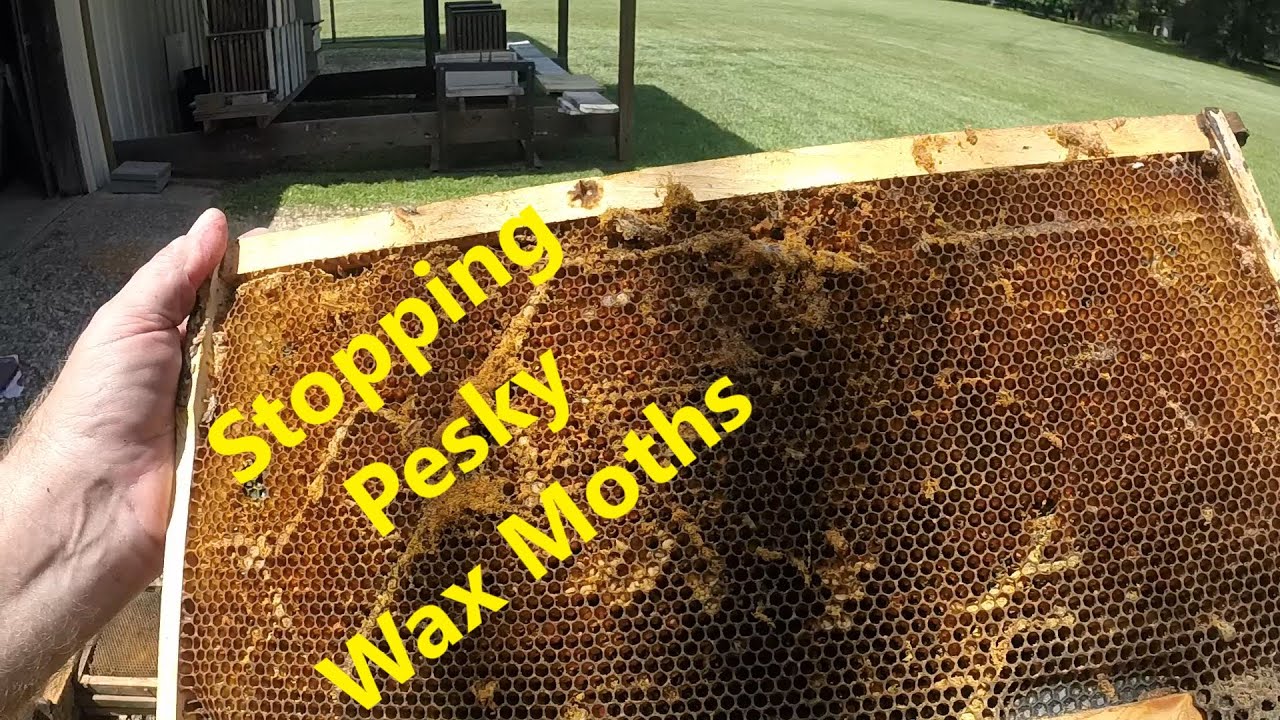 Storing Brood Comb and Honey Comb