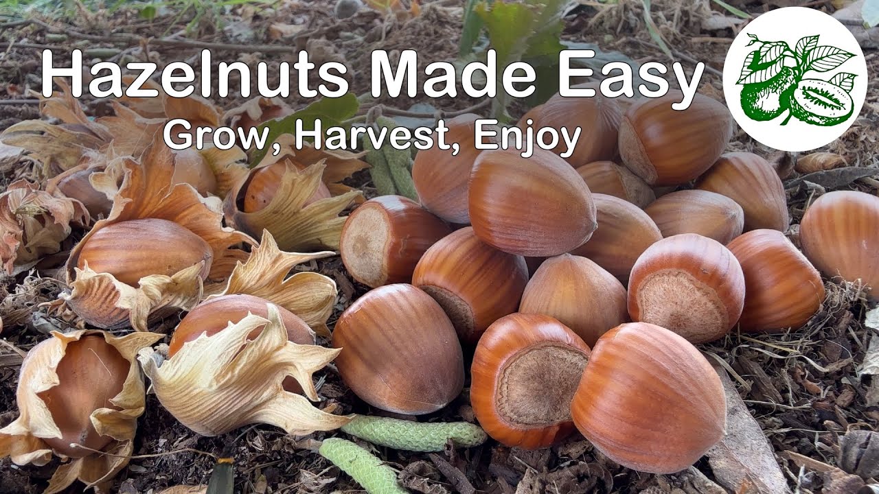 Hazelnut Trees Made Easy - Grow, Harvest Enjoy