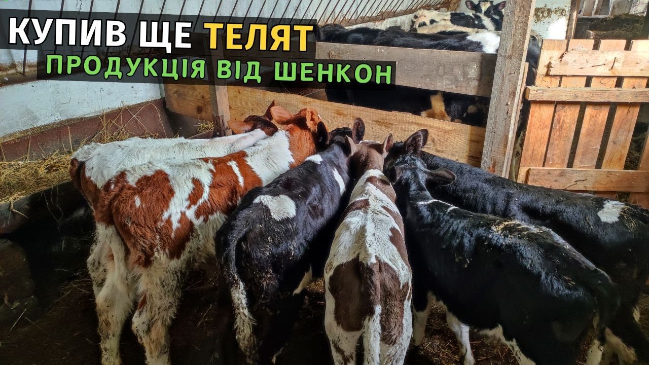 Купив ще телят на відгодівлю. Замовив продукцію від ШЕНКОН. Бізнес на бичках в Україні!