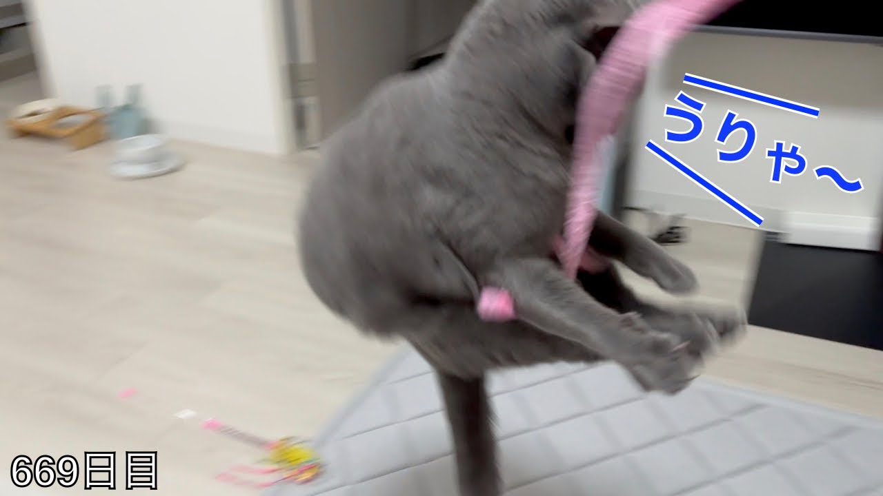 【スコ猫トト君】今日も良い運動になりましたwww