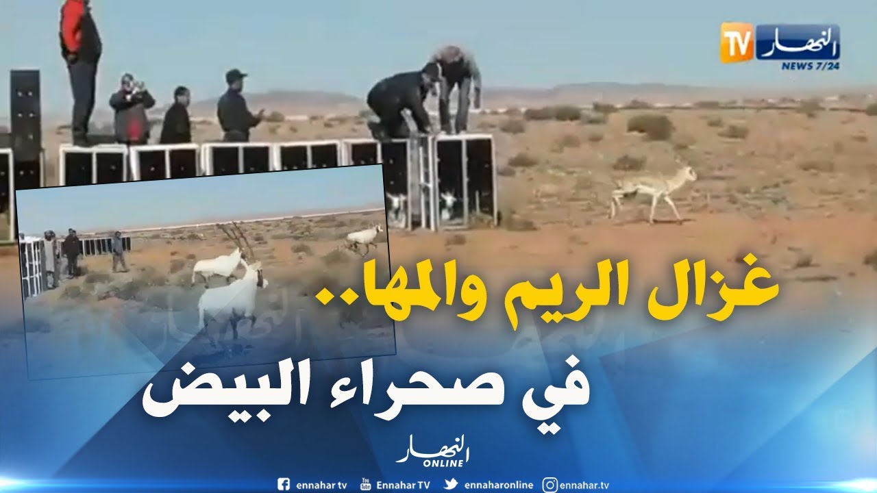 إطلاق 150 غزال بمحمية 