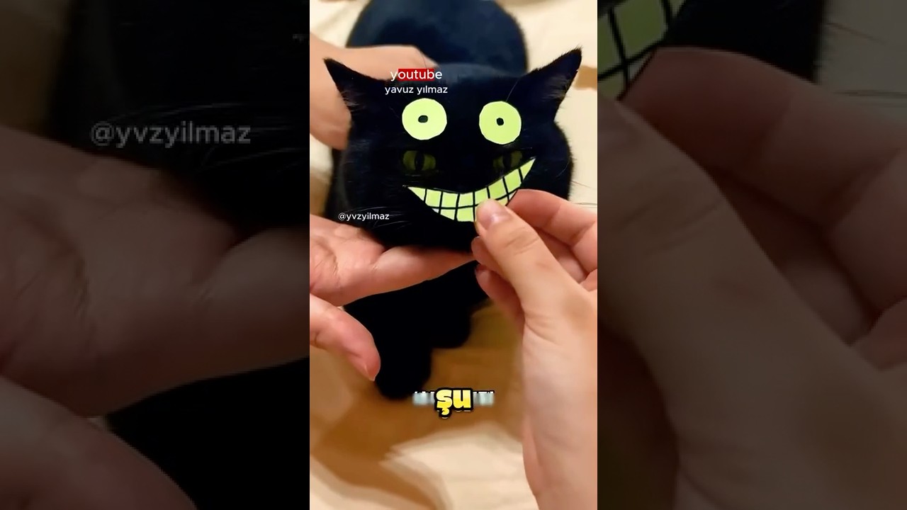 Evde  Gizlice Siyah Kedi BESLEMENİN p&uuml;f noktası 😂❤️