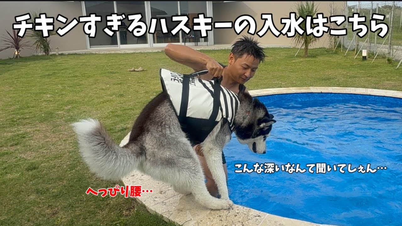 【29kgの心だけヒヨッ子ハスキー】の入水と、昭和感漂う元豆柴の一日が面白すぎました&hellip;