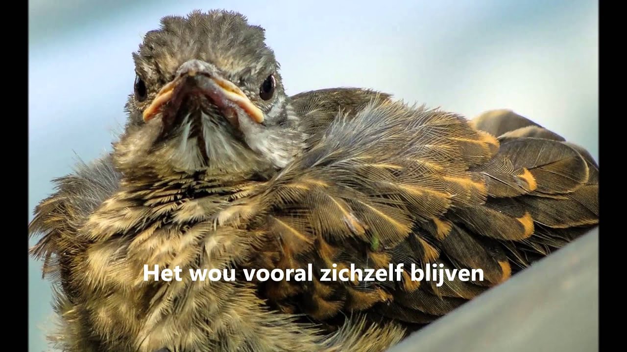 oponthoud
