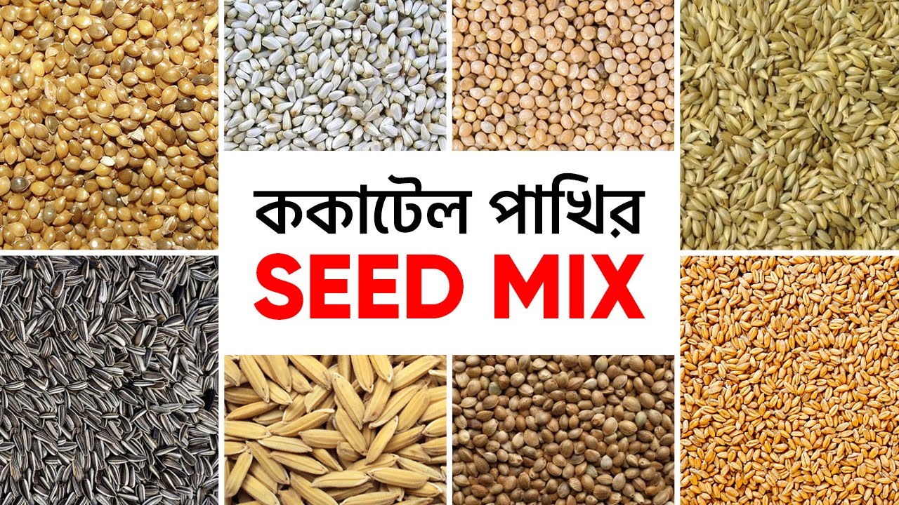 Cockatiel Seed Mix Bangla | ককাটেল পাখির খাবার | ককাটেল পাখির সীডমিক্স  | Bird Nursery