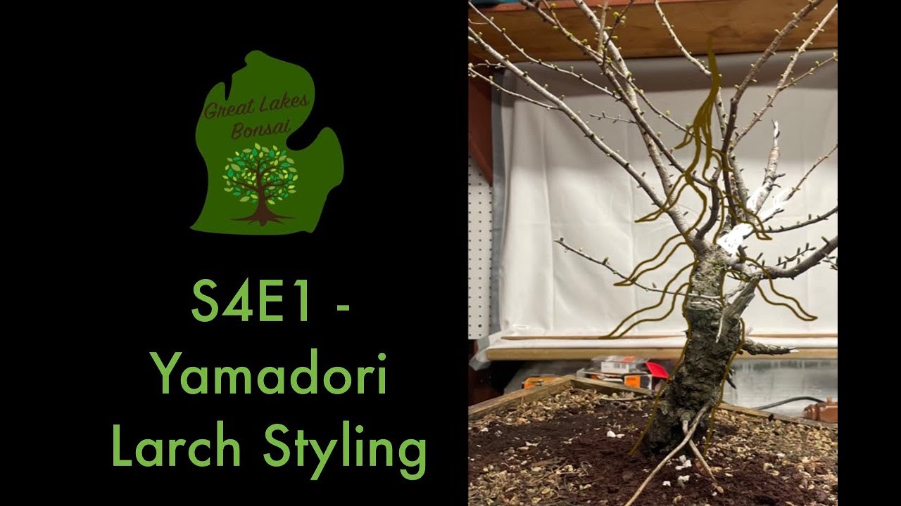 S4E1 - Yamadori Larch Styling