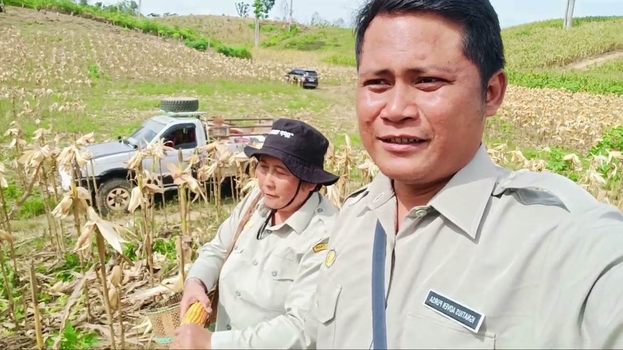 POLSEK KEC. BEDUAI BERSAMA BPP KEC.BEDUAI PANEN JAGUNG HIBRIDA