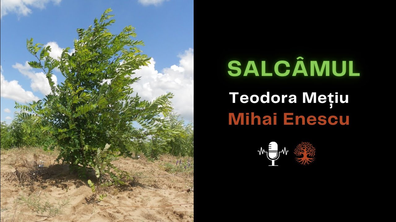 Salcâmul (Robinia pseudoacacia) - Mihai Enescu & Teodora Mețiu