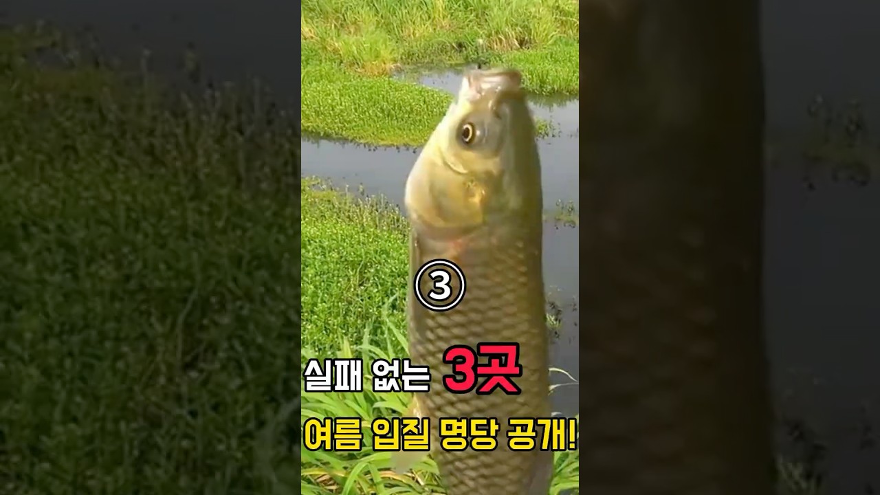 여름 낚시 꿀팁3 폭풍 입질 터지는 3대 황금 포인트 공개!#쇼츠 #낚시 #붕어낚시 #민물낚시 #잉어낚시 #낚시리뷰
