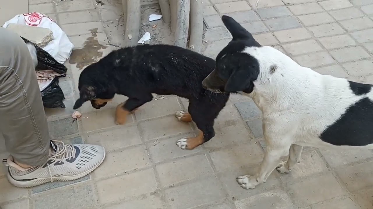 سبحان الله لسه الدنيا بخير
