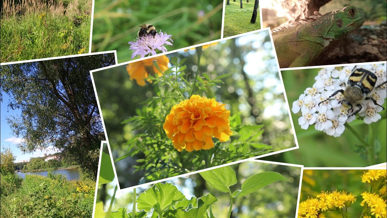 Мой АСМР 6-15 августа 🦗🕷🪲🐝🦎🌿🌼🌤☀🌞