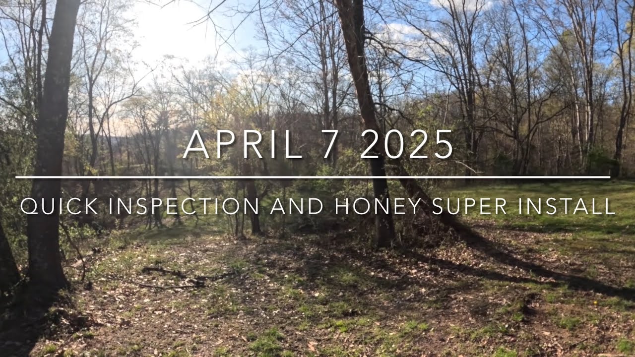 April 7 2025 Quick Hive Inspection, incoming nectar, and honey super install