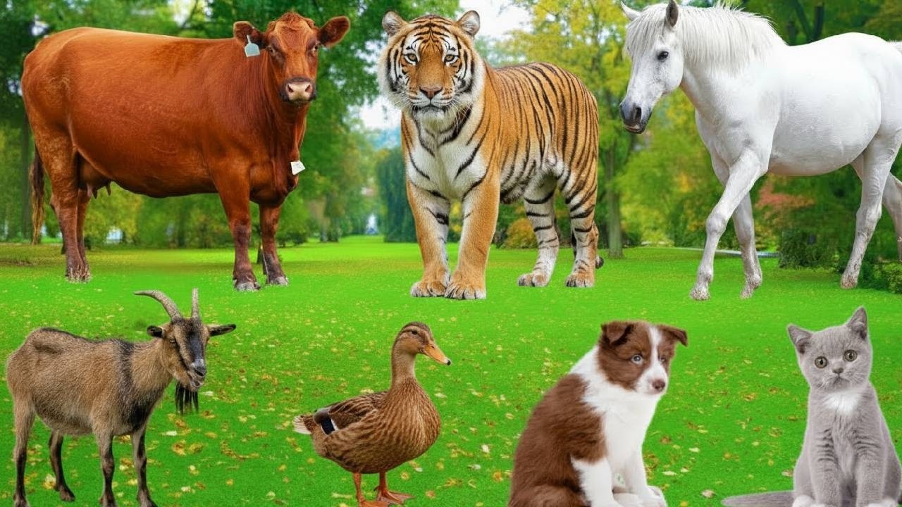 50 Wild Animals Sounds in 5 Minutes  Real Wildlife Footage 4K  Lion Tiger Elephant Bear