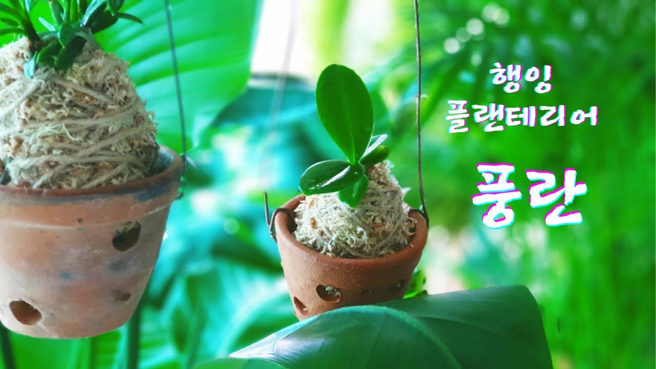 베란다 정원/ 풍란 행잉 화분 만들기/ 행잉 플랜트 / 풍란 수태 분갈이 / 소엽 풍란 대엽 풍란 분갈이 / 나도 풍란 키우기