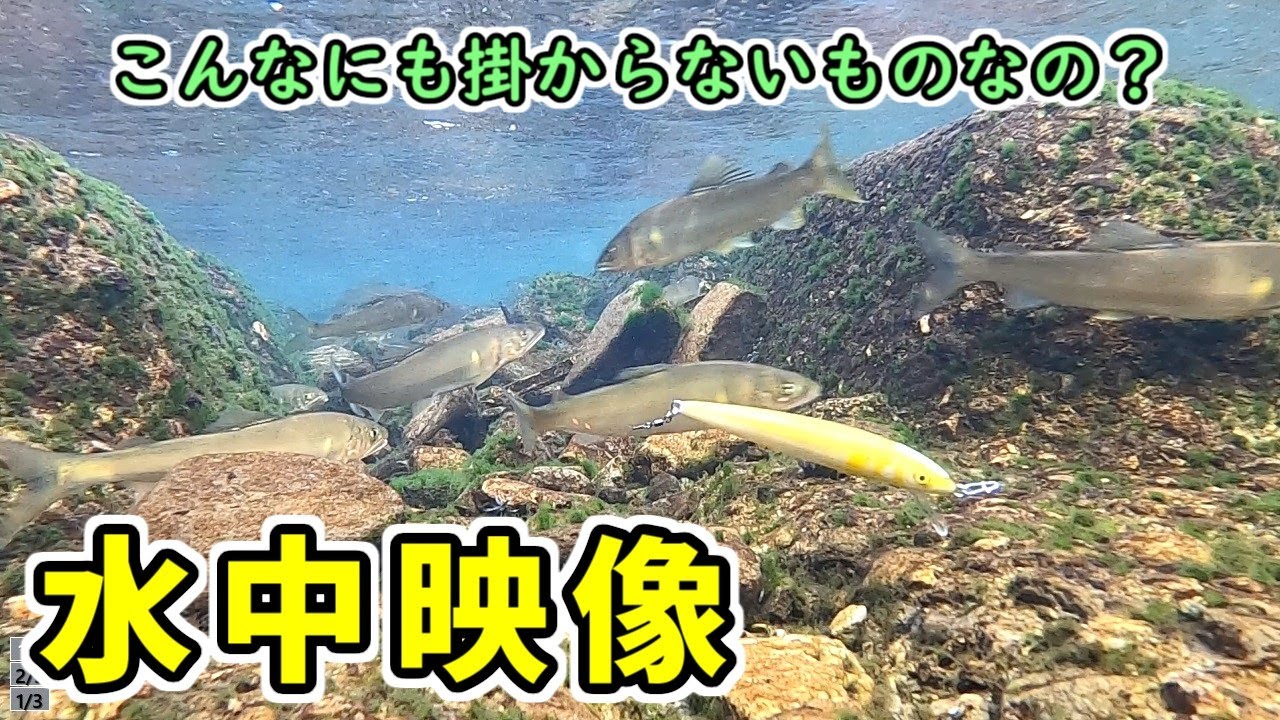 【水中映像】鮎が掛からないときの対処法【アユイング】
