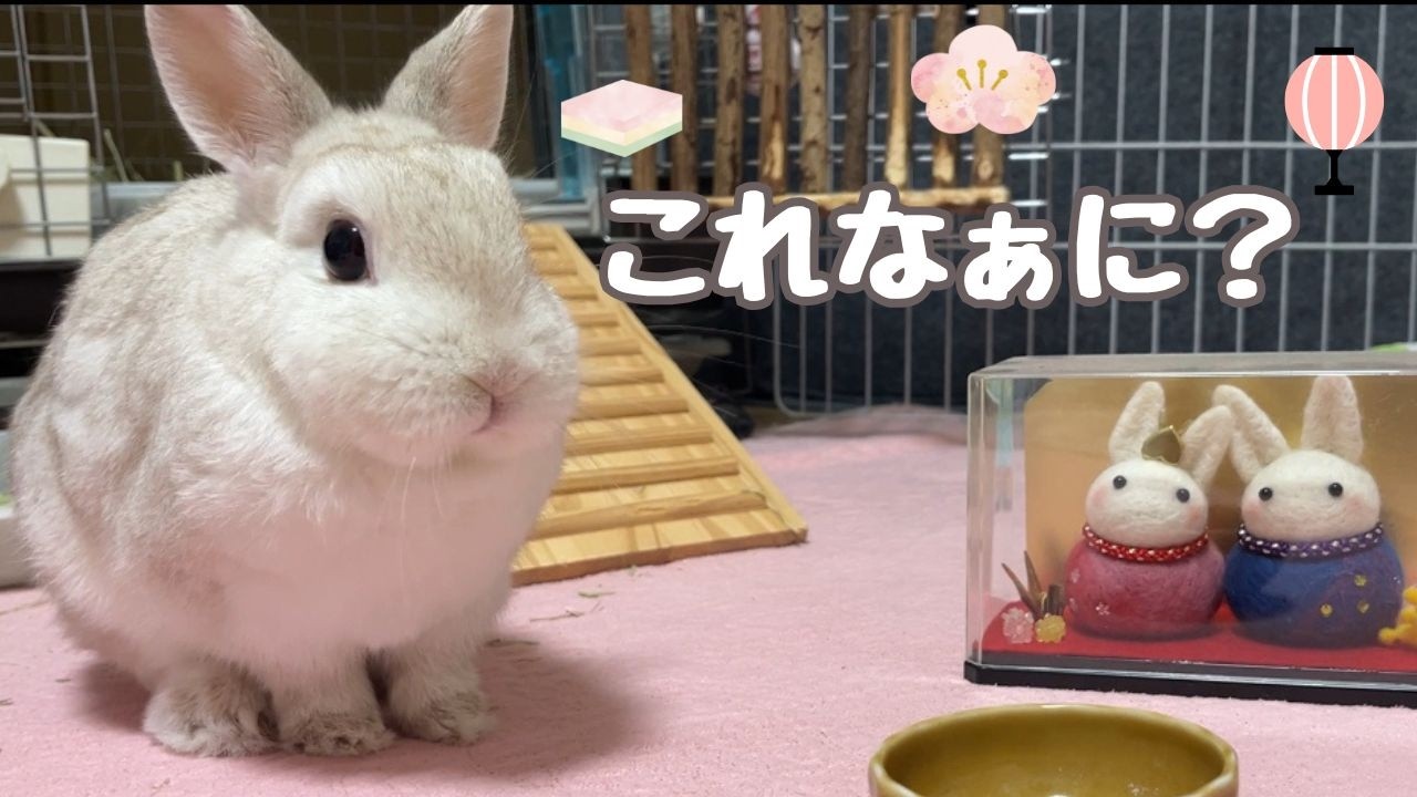 「これなぁに？」うさぎが小さなお雛様を不思議そうに見ていました🐰🎎